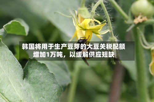 韩国将用于生产豆芽的大豆关税配额增加1万吨，以缓解供应短缺-第3张图片