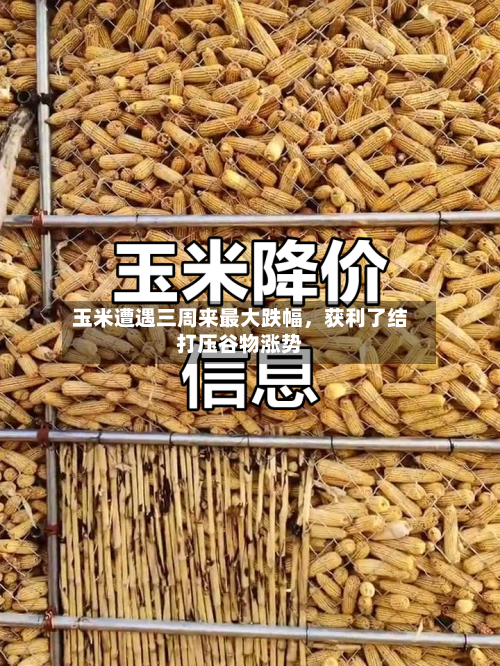 玉米遭遇三周来最大跌幅，获利了结打压谷物涨势-第2张图片